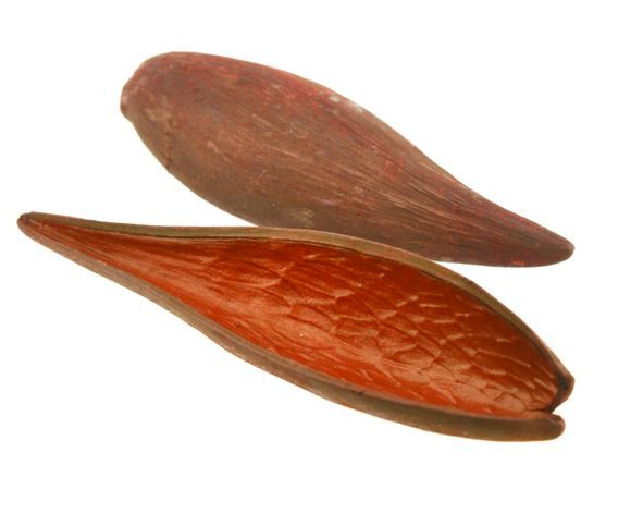 Casca canoinha - Laranja - Tamanhos variados (5 peças)